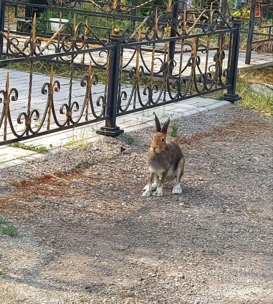Летом на кладбище и зайца можно повстречать. Сначала длинноухий не напугался людей, но после «фотопозирования» сразу убежал в ближайший лес. Фото предоставлено Еленой, активным читателем «Глобуса», специально для этой статьи Летом на кладбище и зайца можно повстречать. Сначала длинноухий не напугался людей, но после «фотопозирования» сразу убежал в ближайший лес. Фото предоставлено Еленой, активным читателем «Глобуса», специально для этой статьи
